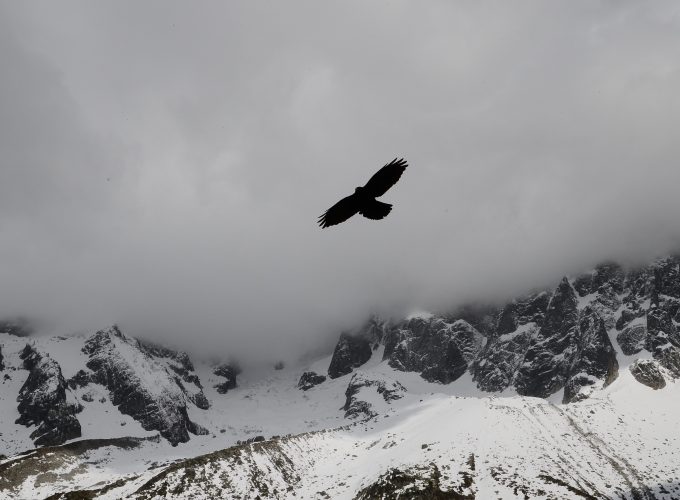 Wallpaper Eagle, mountains, flight, clouds, Animals 5501113740
